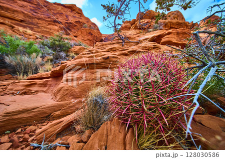 Fire Barrel Cactus and Red Rock Canyon Close-Up Adventure 128030586