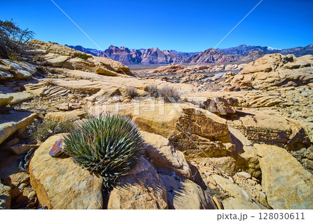 Desert Rock Formations and Agave in Sunlight Eye-Level View 128030611