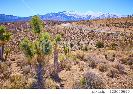 Joshua Trees and Snowy Peaks in Mojave Desert Eye-Level View 128030690
