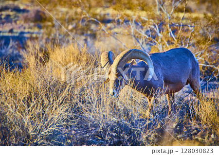 Bighorn Sheep Grazing in Nevada Desert at Golden Hour Low Angle View 128030823