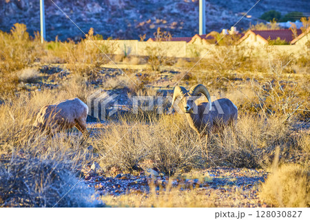 Bighorn Sheep Grazing in Desert Landscape at Golden Hour Eye Level Bighorn Sheep Grazing in Desert Landscape at Golden Hour Eye Level 128030827