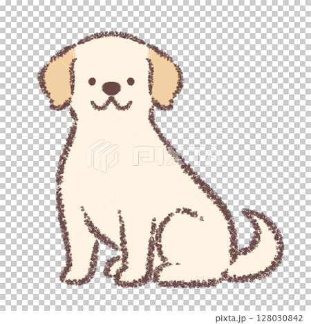 正面で横を向いて座るラブラドールレトリバー 128030842