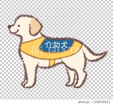 横向きの介助犬のラブラドールレトリバー 128030851