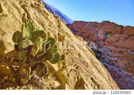 Desert Cactus and Rugged Rocks with Dynamic Tilt Perspective Desert Cactus and Rugged Rocks with Dynamic Tilt Perspective 128030869