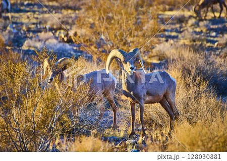 Bighorn Sheep in Golden Desert Light Eye-Level View 128030881