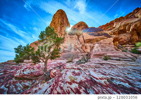 Red Rock Canyon Sunrise with Lone Tree from Low Angle 128031056