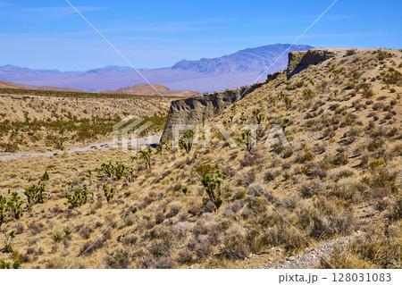 Joshua Trees and Rocky Outcrop in Nevada Desert Eye-Level View 128031083