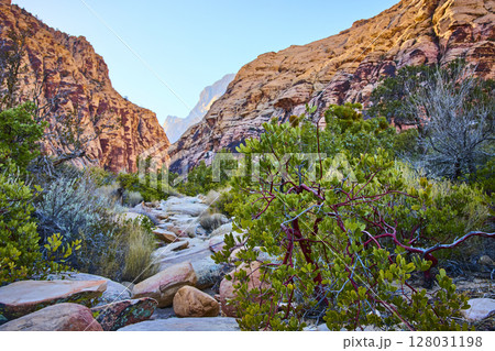 Red Rock Canyon Desert Shrub and Cliffs Eye-Level View Red Rock Canyon Desert Shrub and Cliffs Eye-Level View 128031198