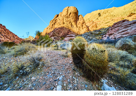 Rugged Red Rock Canyon with Barrel Cacti at Golden Hour Low Perspective Rugged Red Rock Canyon with Barrel Cacti at Golden Hour Low Perspective 128031289