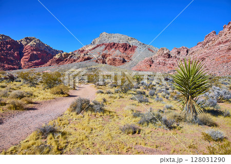 Red Rock Desert Trail with Yucca Las Vegas Nevada Eye Level View Red Rock Desert Trail with Yucca Las Vegas Nevada Eye Level View 128031290