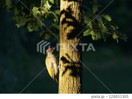 European green Woodpecker Perched on a Tree Trunk in a Sunlit Forest Scene European green Woodpecker Perched on a Tree Trunk in a Sunlit Forest Scene 128031305