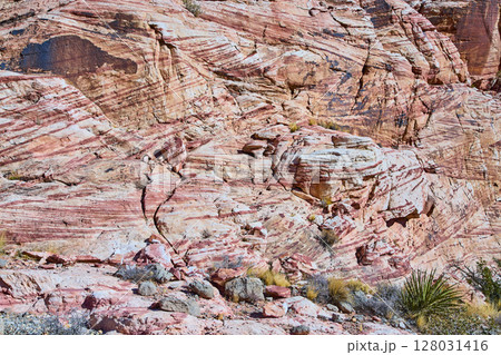 Red Rock Sandstone Formations with Desert Flora Eye-Level View 128031416