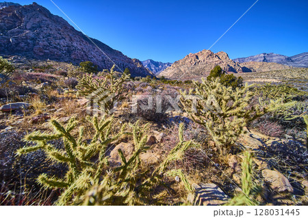 Desert Cacti and Mountains in Ice Box Canyon Eye Level View Desert Cacti and Mountains in Ice Box Canyon Eye Level View 128031445