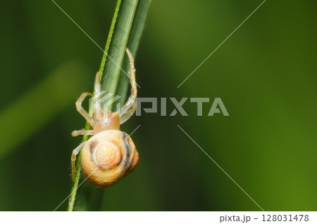 オオトリノフンダマシ(メス・幼体) オオトリノフンダマシ(メス・幼体) 128031478