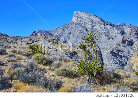 Yucca and Mountain Range in Nevada Desert at Eye Level 128031526