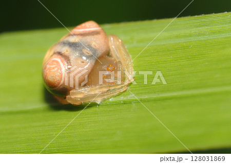 オオトリノフンダマシ(メス・幼体) オオトリノフンダマシ(メス・幼体) 128031869
