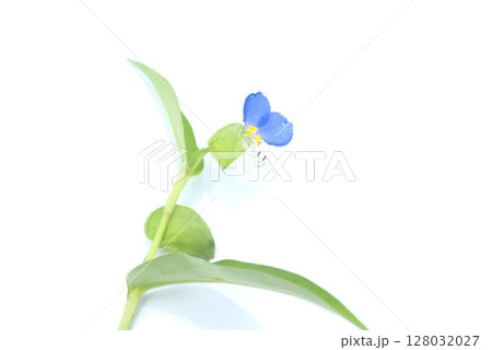 青いツユクサの花 128032027