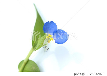 青いツユクサの花 128032028