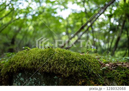 【苔の名所】山犬嶽【上勝町】 【苔の名所】山犬嶽【上勝町】 128032088