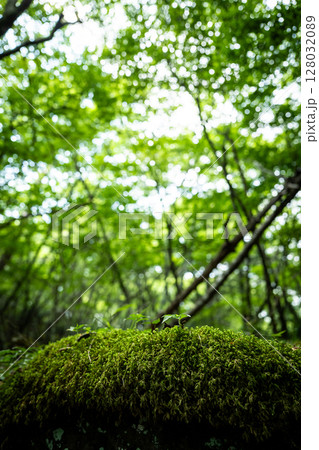 【苔の名所】山犬嶽【上勝町】 128032089