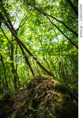 【苔の名所】山犬嶽【上勝町】 128032094