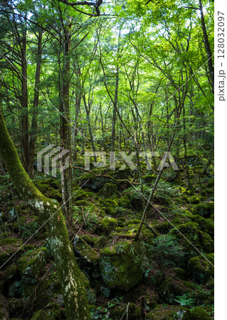 【苔の名所】山犬嶽【上勝町】 128032097