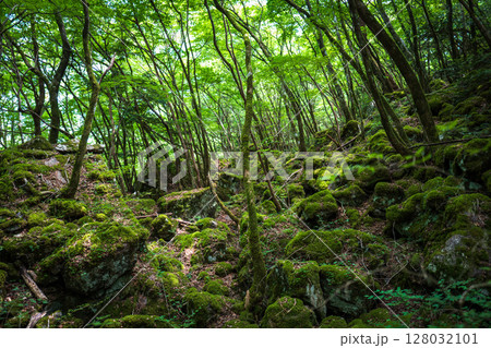【苔の名所】山犬嶽【上勝町】 【苔の名所】山犬嶽【上勝町】 128032101