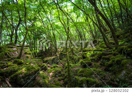 【苔の名所】山犬嶽【上勝町】 128032102
