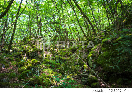【苔の名所】山犬嶽【上勝町】 128032104