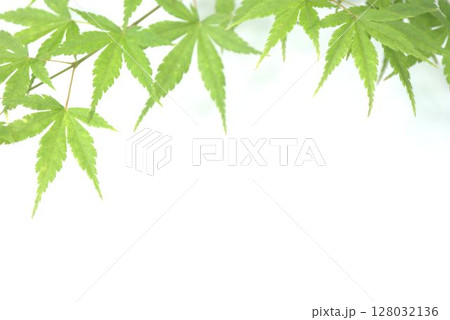 フレッシュな青モミジの葉の背景素材 フレッシュな青モミジの葉の背景素材 128032136