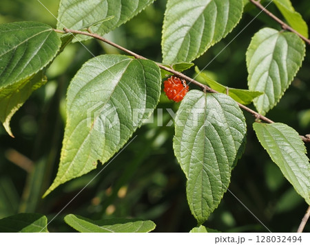 初夏の里山の林縁で、橙色に熟したヒメコウゾの果実 初夏の里山の林縁で、橙色に熟したヒメコウゾの果実 128032494