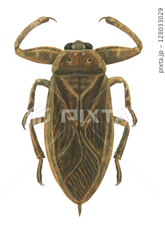 タガメのイラスト 128033029