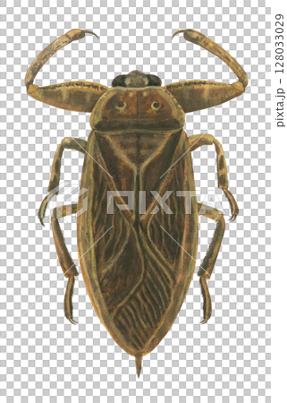 タガメのイラスト 128033029