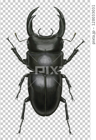 一隻巨大的雄鹿甲蟲的插圖 128033031