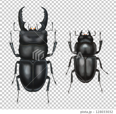 雄性和雌性鍬形蟲的插圖 雄性和雌性鍬形蟲的插圖 128033032