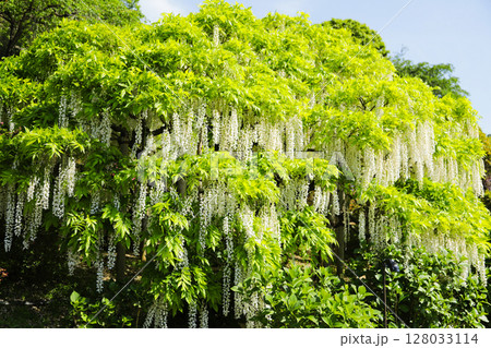 藤の花のある風景 藤の花のある風景 128033114