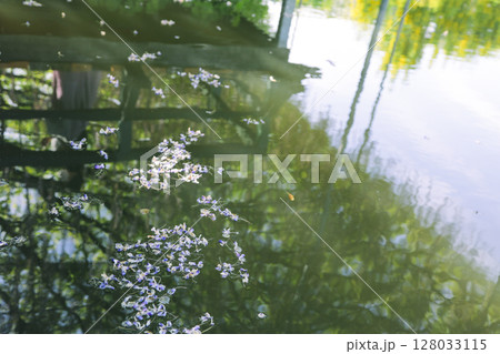 水面に映る藤の花 水面に映る藤の花 128033115