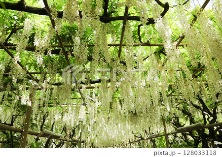 藤の花のある風景 128033118
