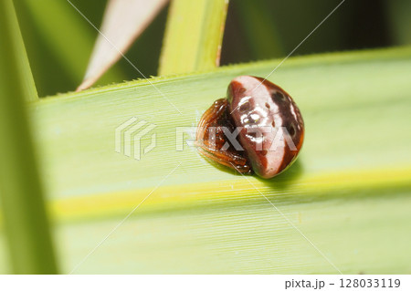 シロオビトリノフンダマシ（メス・幼体） 128033119