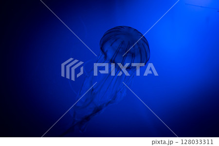 青色に浮かぶクラゲ 128033311