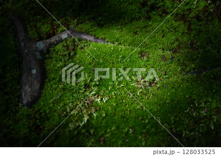 苔に覆われた地表 128033525