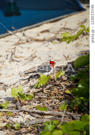 ハワイ　ラニカイビーチにいた鳥 128033546
