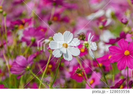 凛と咲く満開の白いコスモス 凛と咲く満開の白いコスモス 128033556