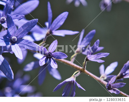 close up of lavender flowers 128033631