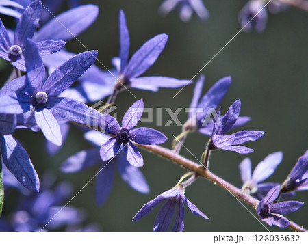 branches of a tree branches of a tree 128033632