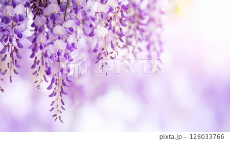 Purple lilac flowers blossom beautifully hanging down, dreamy light 128033766