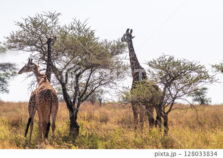 Masai Giraffe in the Serengeti 128033834