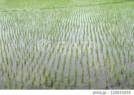 田植えを終えた水田 128033859