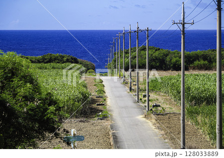 日本最南端・沖縄 波照間島 海まで続く道とサトウキビ畑 日本最南端・沖縄 波照間島 海まで続く道とサトウキビ畑 128033889