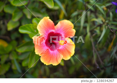 ハワイ ハイビスカス ハワイ ハイビスカス 128034267